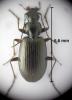 Agonum micans